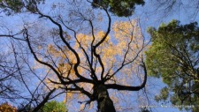 The Lost Forests of New England